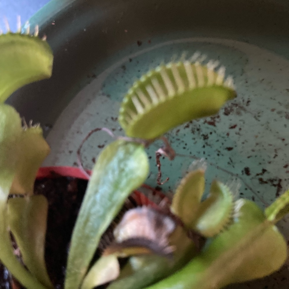 Carnivores